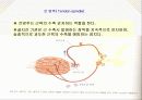 내분비계와 신경계 27페이지