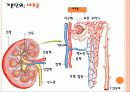 비뇨기계에 대한 정리 7페이지
