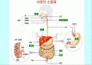 운동과 활성산소 14페이지