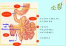 운동과 활성산소 18페이지