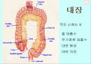운동과 활성산소 19페이지