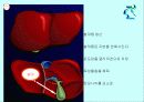 운동과 활성산소 20페이지