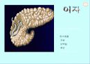 운동과 활성산소 21페이지