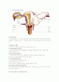 자궁절제수술(hystrectomy) 환자의 수술 전. 후 간호 3페이지