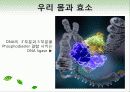 효소와 효소의 활용 25페이지
