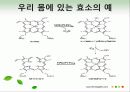 효소와 효소의 활용 30페이지