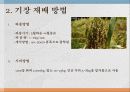기장(Hog millet) 5페이지