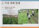 기장(Hog millet) 7페이지