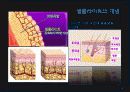 셀룰라이트 2페이지