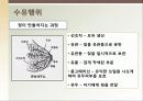 [성심리학] 임신과정, 수유, 피임, 낙태에 대한 모든 것 (2012년 추천 우수) 12페이지