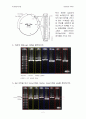 DNA정제 및 전기영동 (Plasmid DNA Purification & Enzyme digestion & Gel Electrophoresis) 3페이지