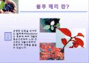 블루 베리 (blueberry) 6페이지