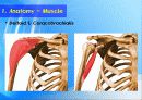어깨 (Shoulder) 7페이지