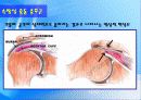 어깨 (Shoulder) 38페이지