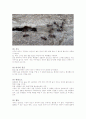 colony의 형태  6페이지