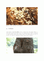 colony의 형태  14페이지
