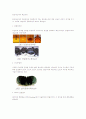 반도체소자의 제조공정 (제조공정에 그림 첨부) 1페이지