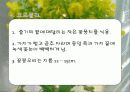 식물 12페이지