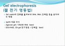 Agarose gel electrophoresis ＆ Gel elution - 전기영동 4페이지