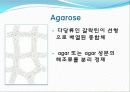 Agarose gel electrophoresis ＆ Gel elution - 전기영동 7페이지