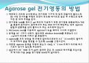 Agarose gel electrophoresis ＆ Gel elution - 전기영동 12페이지