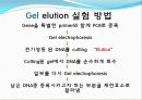 Agarose gel electrophoresis ＆ Gel elution - 전기영동 16페이지