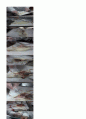 생물학실험 2페이지