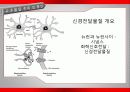가바(GABA)의 작용기작 효능 연구논문 등 12페이지