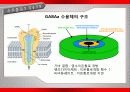 가바(GABA)의 작용기작 효능 연구논문 등 20페이지
