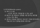 Rood, Brunnstrom, PNF 접근법 31페이지