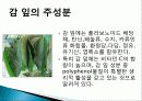 감 잎의 특징 및 종류, 활용도, 과정, 좋은점 조사분석 6페이지