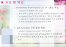 산벚 나무 수피의 화장품 5페이지