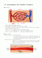 [A+자료] 인체생리학 심혈관계 (cardiovascular system) 15페이지