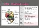 신경계검사 (Neurological examination) 4페이지