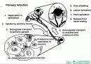 HSV 제출 - Herpes simplex virus 1,2 associated skin disorder 8페이지