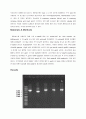 [생물학 실험보고서] Mini scale preparation of plasmid DNA  2페이지