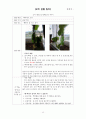 오이 관찰 일지 13페이지