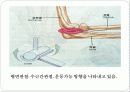 기초의학 - 관절의 형태와 운동방향 7페이지