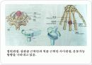 기초의학 - 관절의 형태와 운동방향 8페이지