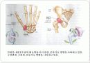 기초의학 - 관절의 형태와 운동방향 10페이지