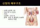 Simple Nephrotectomy 3페이지