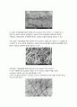 탄소나노튜브(Carbon NanoTube:CNT) - 구조 및 물성, 합성, 응용, 향후 과제 15페이지