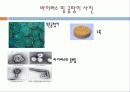 식품 오염 영향요소 -바이러스, 곰팡이 14페이지