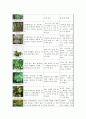 기능성식물의 기능, 특징, 배치방법, 관리법 관음죽 네프롤레피스 대나무야자 드라세나 벤자민 고무나무 산세베리아 선인장 스파티필름 인도고무나무 2페이지