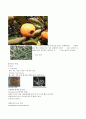 식품의 부패 10페이지