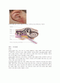 감각기관 17페이지
