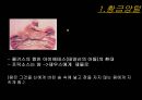 이아손과 아르고 호의 선원들 (황금가죽, 황금양털) 4페이지