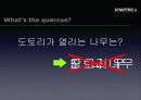 참나무 (대표적 수종의 구별, 참나무의 이용).PPT자료 2페이지