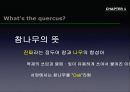 참나무 (대표적 수종의 구별, 참나무의 이용).PPT자료 4페이지