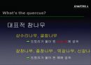 참나무 (대표적 수종의 구별, 참나무의 이용).PPT자료 8페이지